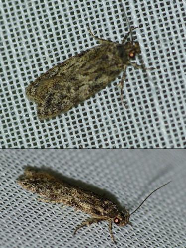 Réf. 244 728 : Gelechia sp.